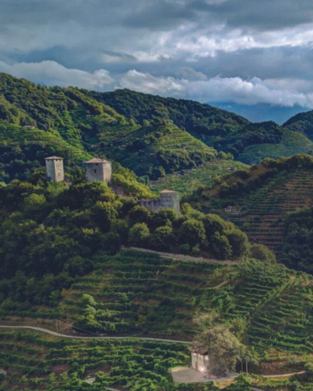 Vineyards